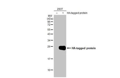 Anti-HA tag antibody [HL1603] used in Western Blot (WB). GTX637082