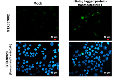 Anti-HA tag antibody [HL1603] used in Immunocytochemistry/ Immunofluorescence (ICC/IF). GTX637082