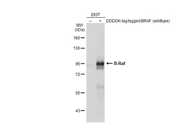 Anti-B-Raf antibody [HL1606] used in Western Blot (WB). GTX637085