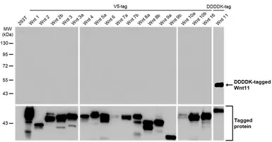 Anti-Wnt11 antibody [HL1630] used in Western Blot (WB). GTX637123