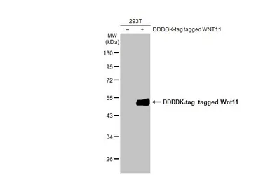 Anti-Wnt11 antibody [HL1630] used in Western Blot (WB). GTX637123