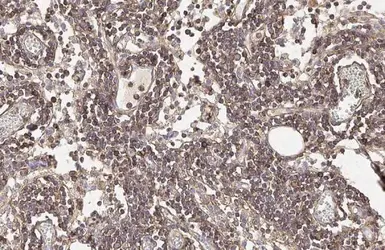 Anti-CD44 antibody [HL1650] used in IHC (Paraffin sections) (IHC-P). GTX637231