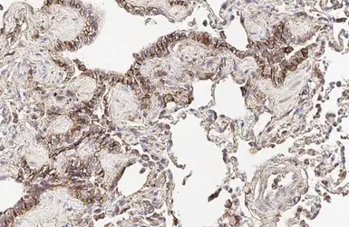 Anti-CD44 antibody [HL1650] used in IHC (Paraffin sections) (IHC-P). GTX637231