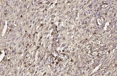 Anti-CD44 antibody [HL1650] used in IHC (Paraffin sections) (IHC-P). GTX637231