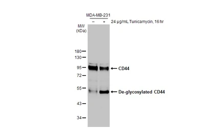 Anti-CD44 antibody [HL1650] used in Western Blot (WB). GTX637231