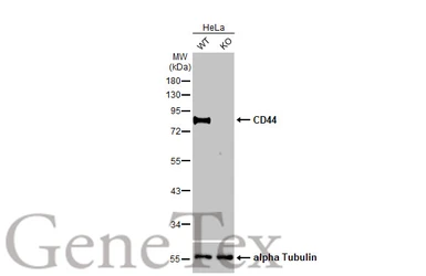Anti-CD44 antibody [HL1650] used in Western Blot (WB). GTX637231