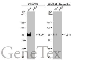 Anti-CD44 antibody [HL1650] used in Western Blot (WB). GTX637231