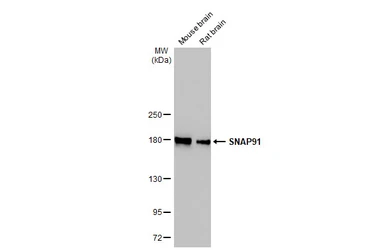 Anti-SNAP91 antibody [HL1657] used in Western Blot (WB). GTX637255