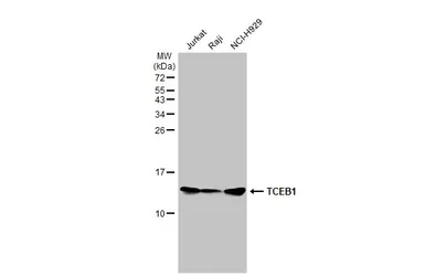 Anti-TCEB1 antibody [HL1683] used in Western Blot (WB). GTX637282