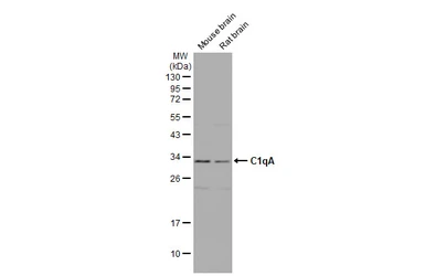 Anti-C1qA antibody [HL1695] used in Western Blot (WB). GTX637294