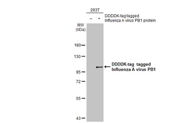 Anti-Influenza A virus PB1 protein antibody [HL1715] used in Western Blot (WB). GTX637314