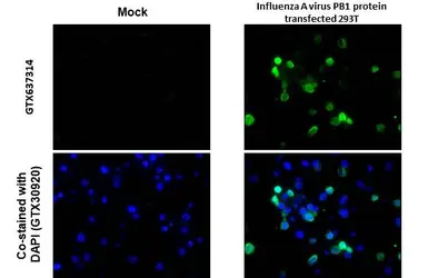 Anti-Influenza A virus PB1 protein antibody [HL1715] used in IHC-P (cell pellet) (IHC-P (cell pellet)). GTX637314