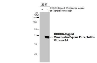 Anti-Venezuelan Equine Encephalitis Virus nsP4 antibody [HL1741] used in Western Blot (WB). GTX637389