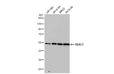 Anti-HDAC3 antibody [HL1749] used in Western Blot (WB). GTX637399