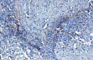Anti-HDAC3 antibody [HL1749] used in IHC (Paraffin sections) (IHC-P). GTX637399