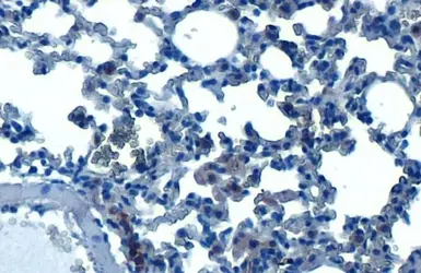 Anti-HDAC3 antibody [HL1749] used in IHC (Paraffin sections) (IHC-P). GTX637399