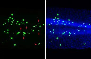 Anti-Histone H3S10ph (phospho Ser10) antibody [HL1752] used in IHC (Whole mount) (IHC-Wm). GTX637402