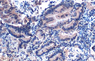Anti-EIF6 antibody [HL1758] used in IHC (Paraffin sections) (IHC-P). GTX637408