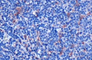 Anti-IL18 antibody [HL1761] used in IHC (Paraffin sections) (IHC-P). GTX637411