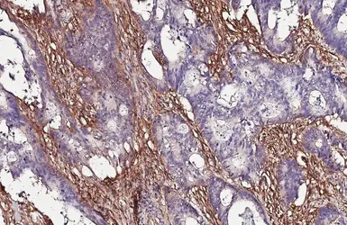 Anti-CD90 antibody [HL1766] used in IHC (Paraffin sections) (IHC-P). GTX637416