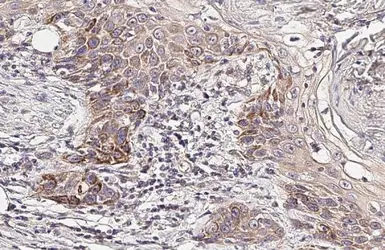 Anti-CYP24A1 antibody [HL1783] used in IHC (Paraffin sections) (IHC-P). GTX637435