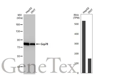 Anti-Grp78 antibody [HL1815] used in Western Blot (WB). GTX637540