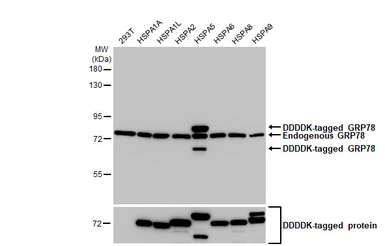 Anti-Grp78 antibody [HL1815] used in Western Blot (WB). GTX637540