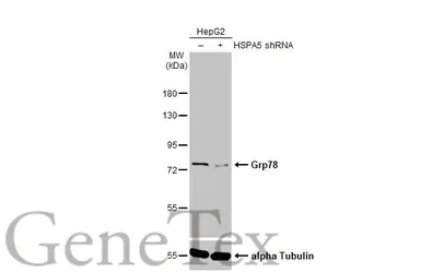 Anti-Grp78 antibody [HL1815] used in Western Blot (WB). GTX637540