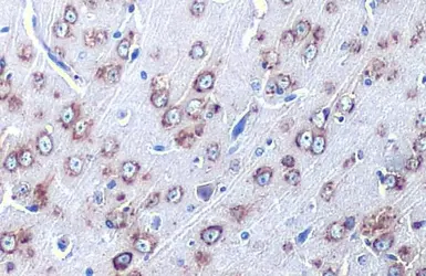 Anti-Grp78 antibody [HL1815] used in IHC (Paraffin sections) (IHC-P). GTX637540