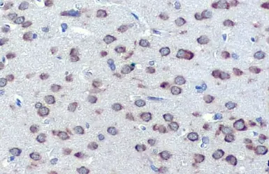 Anti-Grp78 antibody [HL1815] used in IHC (Paraffin sections) (IHC-P). GTX637540