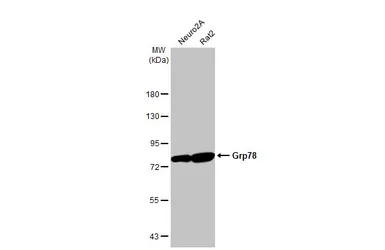Anti-Grp78 antibody [HL1815] used in Western Blot (WB). GTX637540