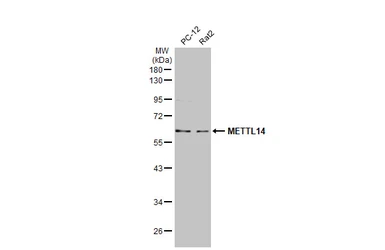 Anti-METTL14 antibody [HL1816] used in Western Blot (WB). GTX637541