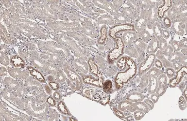 Anti-Prealbumin antibody [HL1823] used in IHC (Paraffin sections) (IHC-P). GTX637548