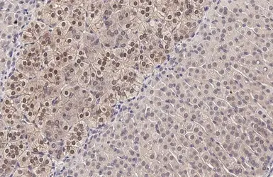 Anti-SEK1 / MKK4 antibody [HL1839] used in IHC (Paraffin sections) (IHC-P). GTX637564