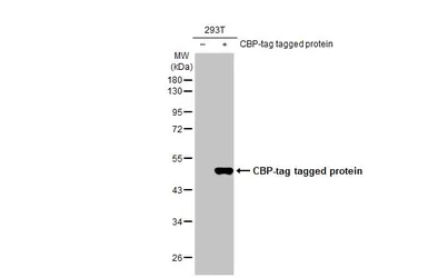 Anti-CBP tag antibody [HL1841] used in Western Blot (WB). GTX637566