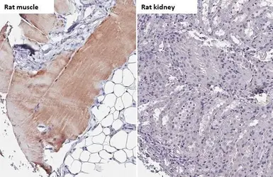 Anti-TRIM72 antibody [HL1853] used in IHC (Paraffin sections) (IHC-P). GTX637578