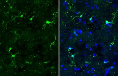 Anti-Iba1 antibody [HL1880] used in IHC (Frozen sections) (IHC-Fr). GTX637629