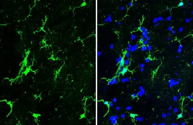Anti-Iba1 antibody [HL1880] used in IHC (Frozen sections) (IHC-Fr). GTX637629