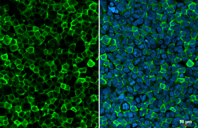Anti-Iba1 antibody [HL1880] used in Immunocytochemistry/ Immunofluorescence (ICC/IF). GTX637629