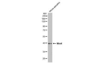 Anti-Wnt4 antibody [HL1889] used in Western Blot (WB). GTX637638
