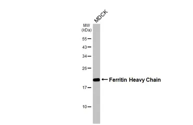 Anti-Ferritin Heavy Chain antibody [HL1905] used in Western Blot (WB). GTX637654