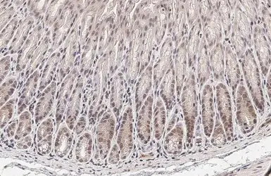Anti-Ataxin 3 antibody [HL1909] used in IHC (Paraffin sections) (IHC-P). GTX637658