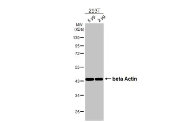 Anti-beta Actin antibody [HL1926] used in Western Blot (WB). GTX637675