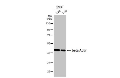 Anti-beta Actin antibody [HL1926] used in Western Blot (WB). GTX637675