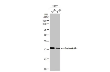 Anti-beta Actin antibody [HL1927] used in Western Blot (WB). GTX637676