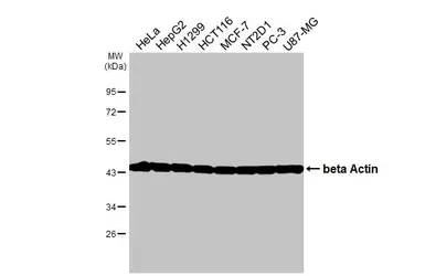 Anti-beta Actin antibody [HL1927] used in Western Blot (WB). GTX637676