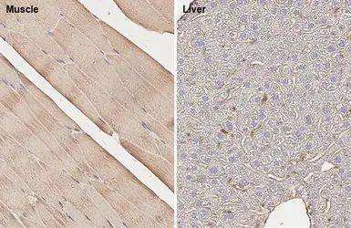 Anti-beta Actin antibody [HL1927] used in IHC (Paraffin sections) (IHC-P). GTX637676