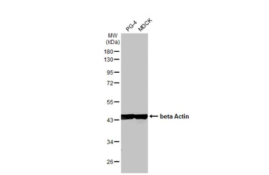 Anti-beta Actin antibody [HL1927] used in Western Blot (WB). GTX637676