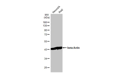 Anti-beta Actin antibody [HL1927] used in Western Blot (WB). GTX637676