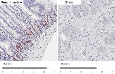 Anti-PCNA antibody [HL1965] used in IHC (Paraffin sections) (IHC-P). GTX637858